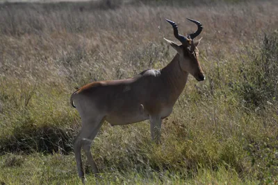 DSC_3940 (Large).JPG